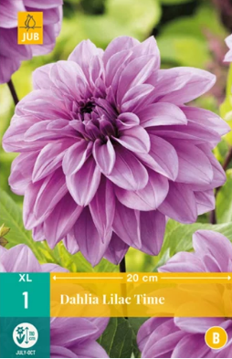 X 1 DAHLIA LILAC TIME