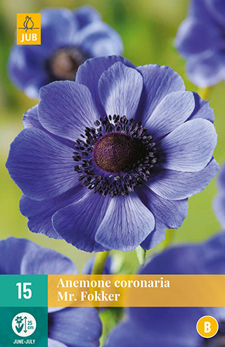 X 15 ANEMONE CORONARIA MR. FOKKER VJ 5/6