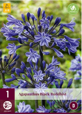 X 1 AGAPANTHUS BLACK BUDDHIST