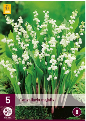 X 5 CONVALLARIA MAJALIS