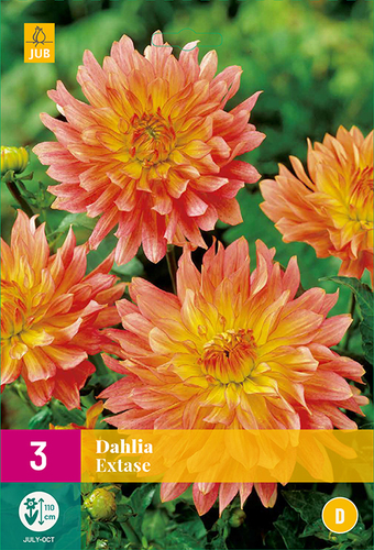 X 3 DAHLIA EXTASE I