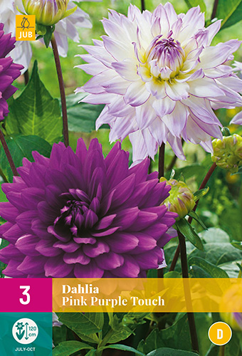 X 3 DAHLIA PINK PURPLE TOUCH I