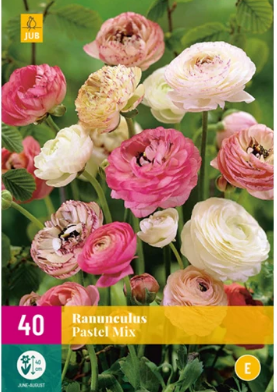 X 40 RANUNCULUS PASTEL MIX  VJ-NJ 5/6