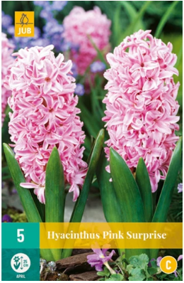 X   5 HYACINTHUS PINK SURPRISE 15/16