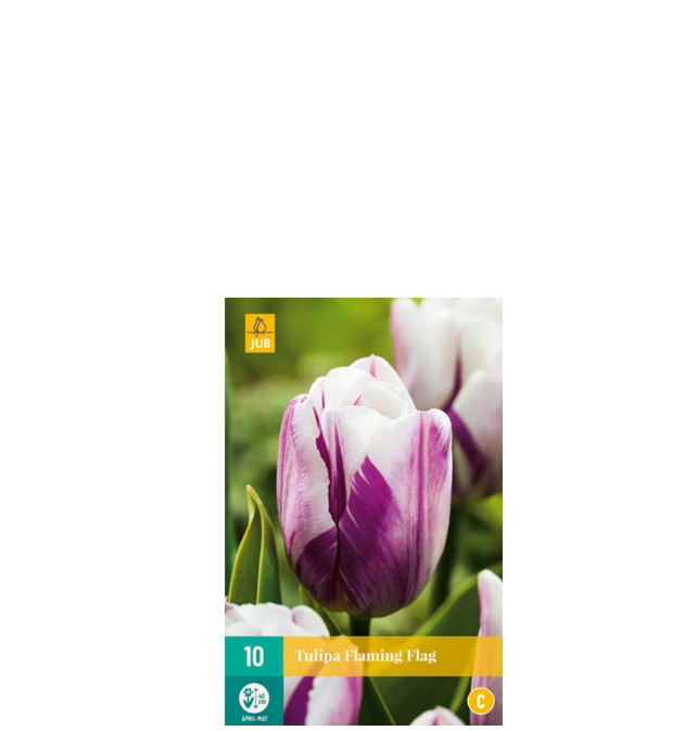 X 10 TULIPA FLAMING FLAG 11/12