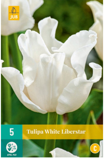 X   5 TULIPA WHITE LIBERSTAR 11/12