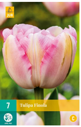 X   7 TULIPA FINOLA