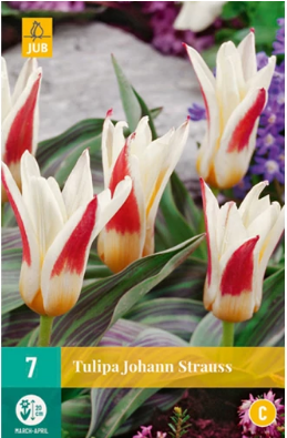 X   7 TULIPA JOHANN STRAUSS 11/12