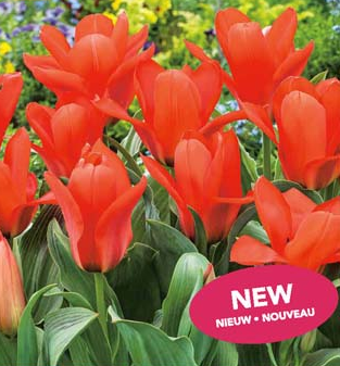 x 10 tulipa oriental beauty 11/12