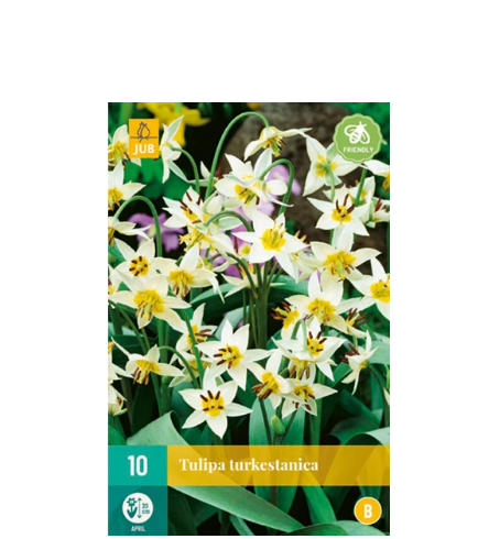 X 10 TULIPA TURKESTANICA 6/7