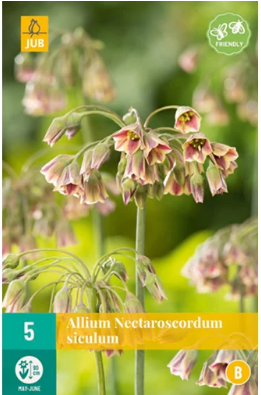 X   5 ALLIUM NECTAROSCORDUM SICULUM 10/12