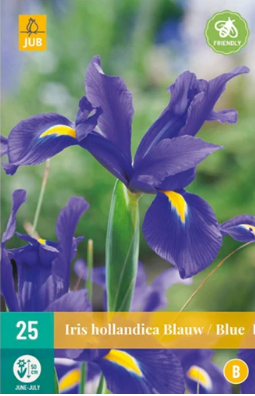 X 25 IRIS HOLLANDICA BLAUW NJ 7/8