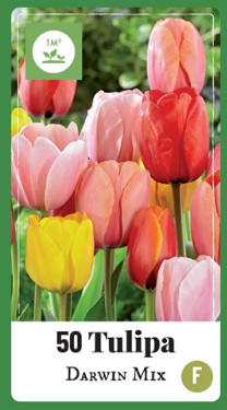 X   50 TULIPA DARWIN HYBRIDE MIX