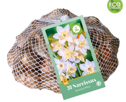 X   30 NARCISSUS BOTANISCH WIT