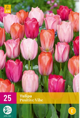 X 25 TULIPA POSITIVE VIBE 11/12