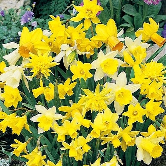 X 20 NARCISSUS BOTANISCH MIX 10/12