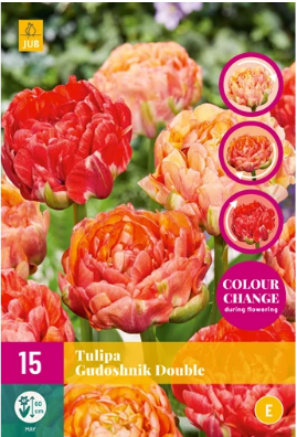 X 15 TULIPA GUDOSHNIK DOUBLE