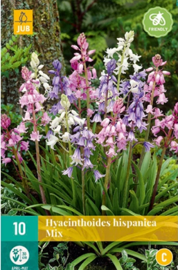 X 10 HYACINTHOIDES HISPANICA MIX 8/10